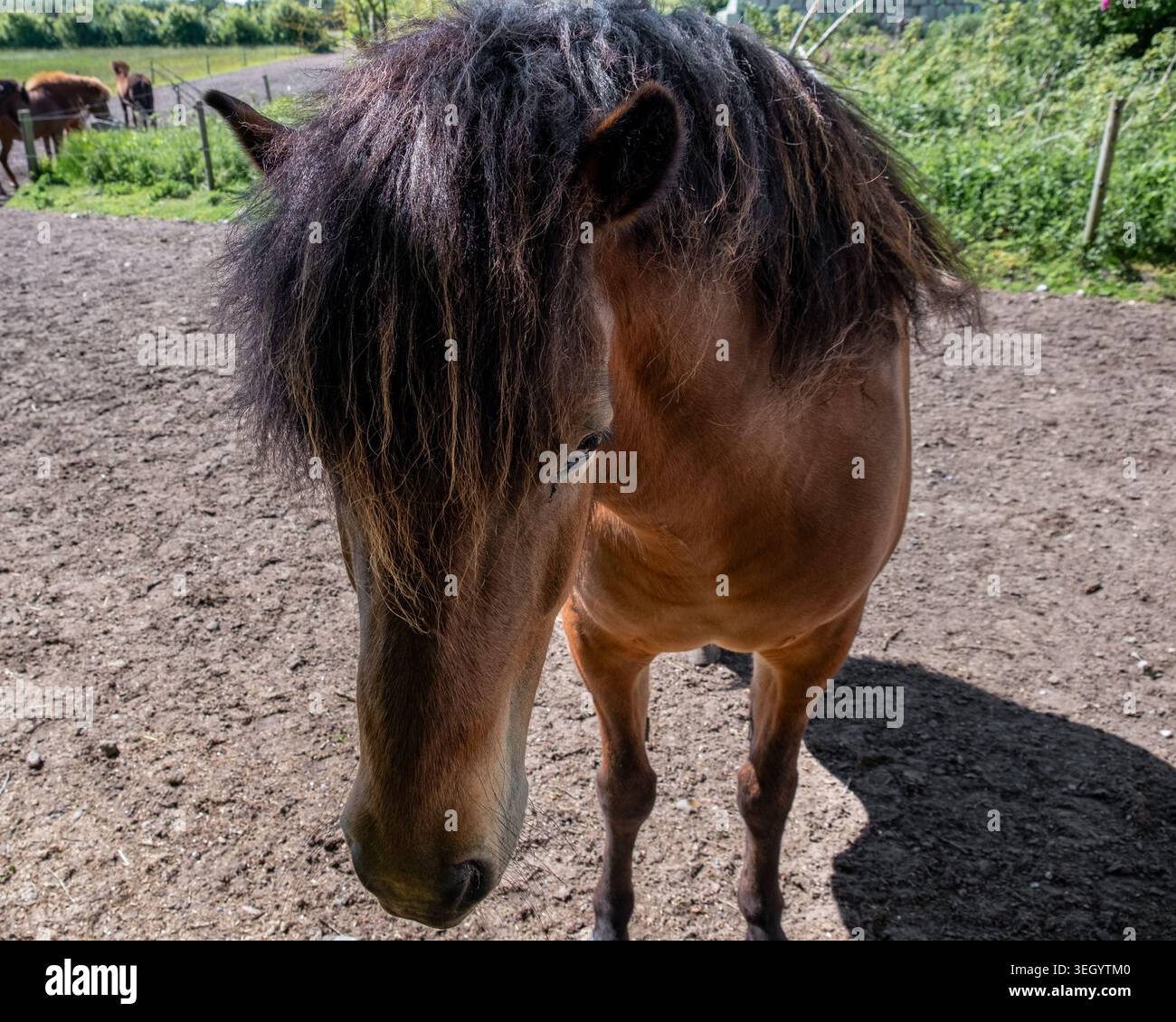 Cheval brun avec une longue crinière noire debout à l'extérieur dans un paddock rural ensoleillé Banque D'Images