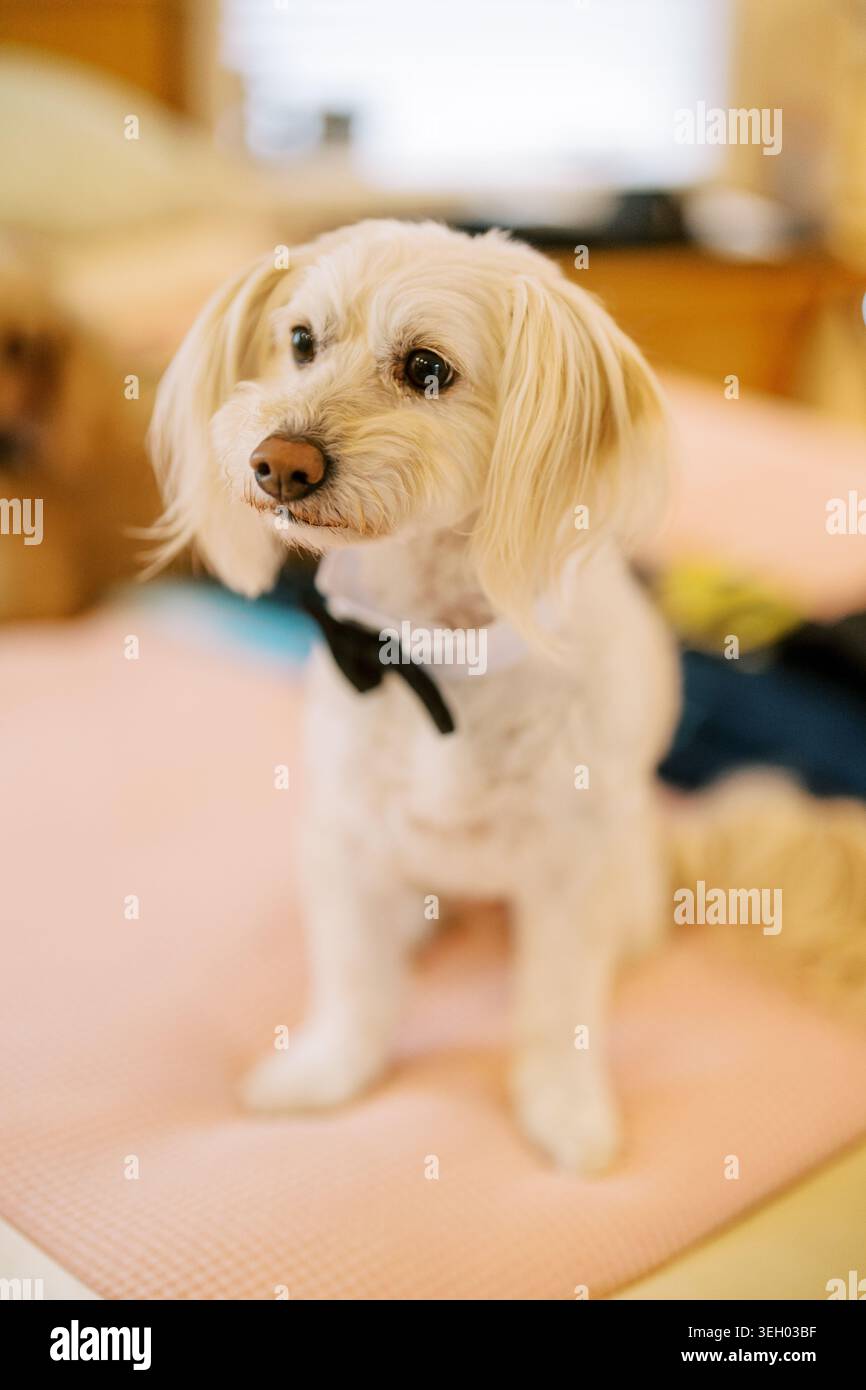Petit chien blanc portant un noeud papillon noir à l'intérieur Banque D'Images
