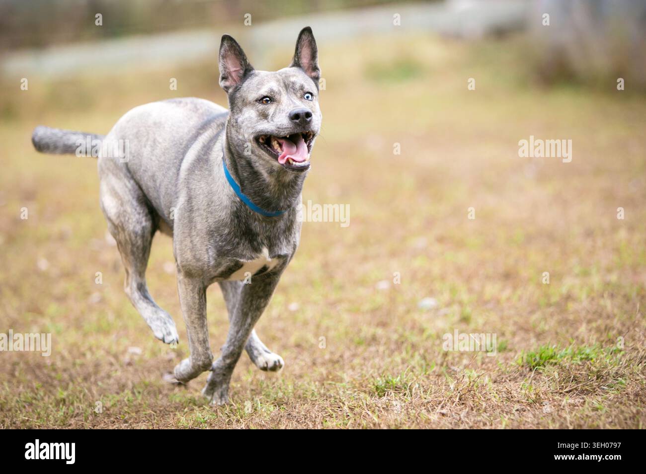 Un chien de race mixte Terrier x Australian Cattle Dog courant à l'extérieur Banque D'Images