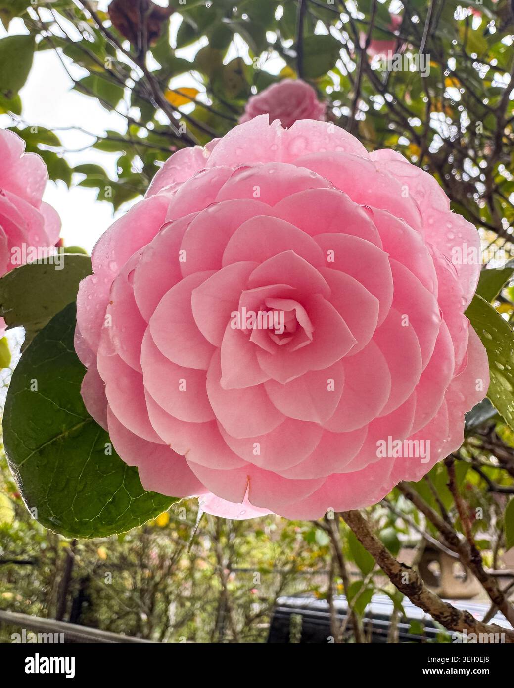 Gros plan d'une fleur de camélia rose tendre couverte de gouttes de pluie fraîches dans un jardin luxuriant. - Image de stock capturée avec un smartphone