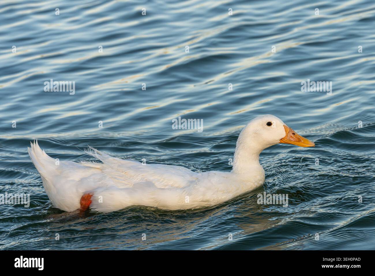 American Pekin Duck nageant dans l'eau de près Banque D'Images