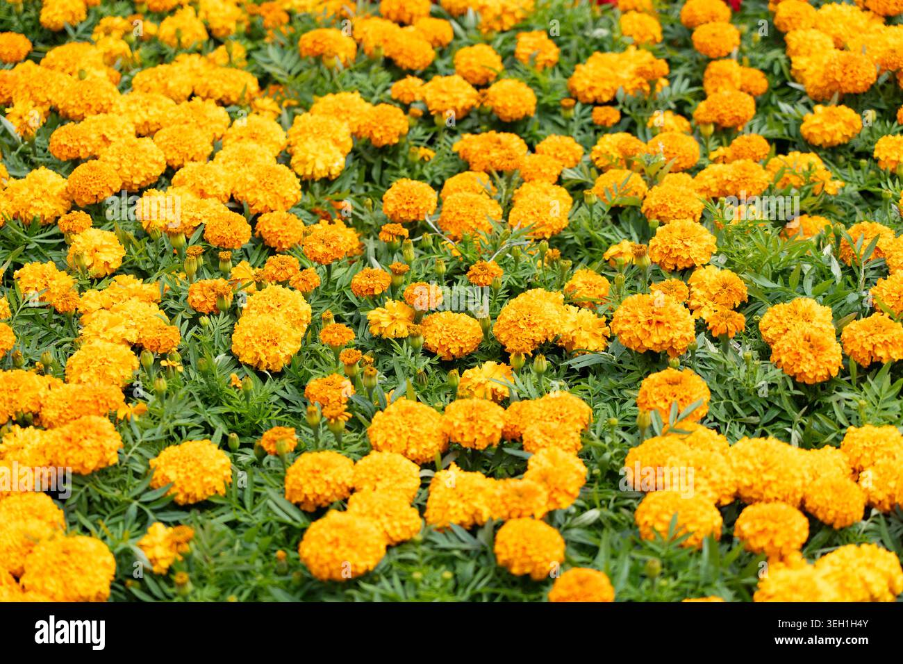 Fond de fleurs orangées naturelles et de feuilles de la famille Tagetes. Concept : emballage cosmétique, bannières web et impressions textiles, aménagement paysager Banque D'Images