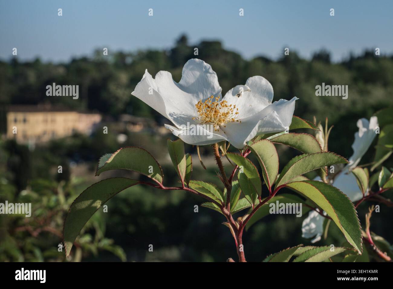 Fleur de rose Cherokee blanche isolée avec effet bokeh Banque D'Images