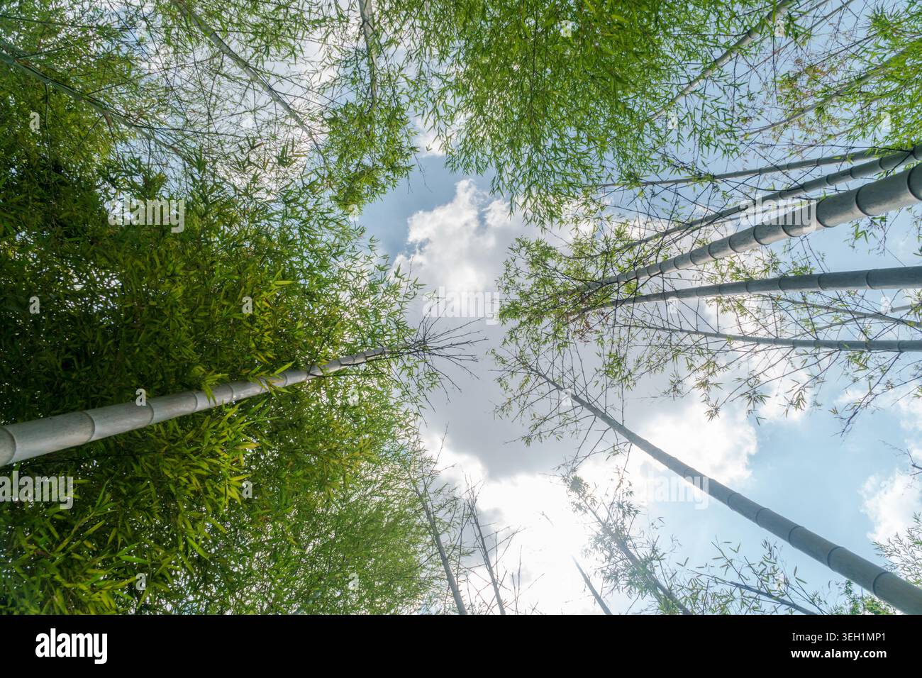 Vue à angle bas regardant vers le haut à travers une canopée de forêt de bambou vert luxuriant contre un ciel nuageux lumineux. Banque D'Images