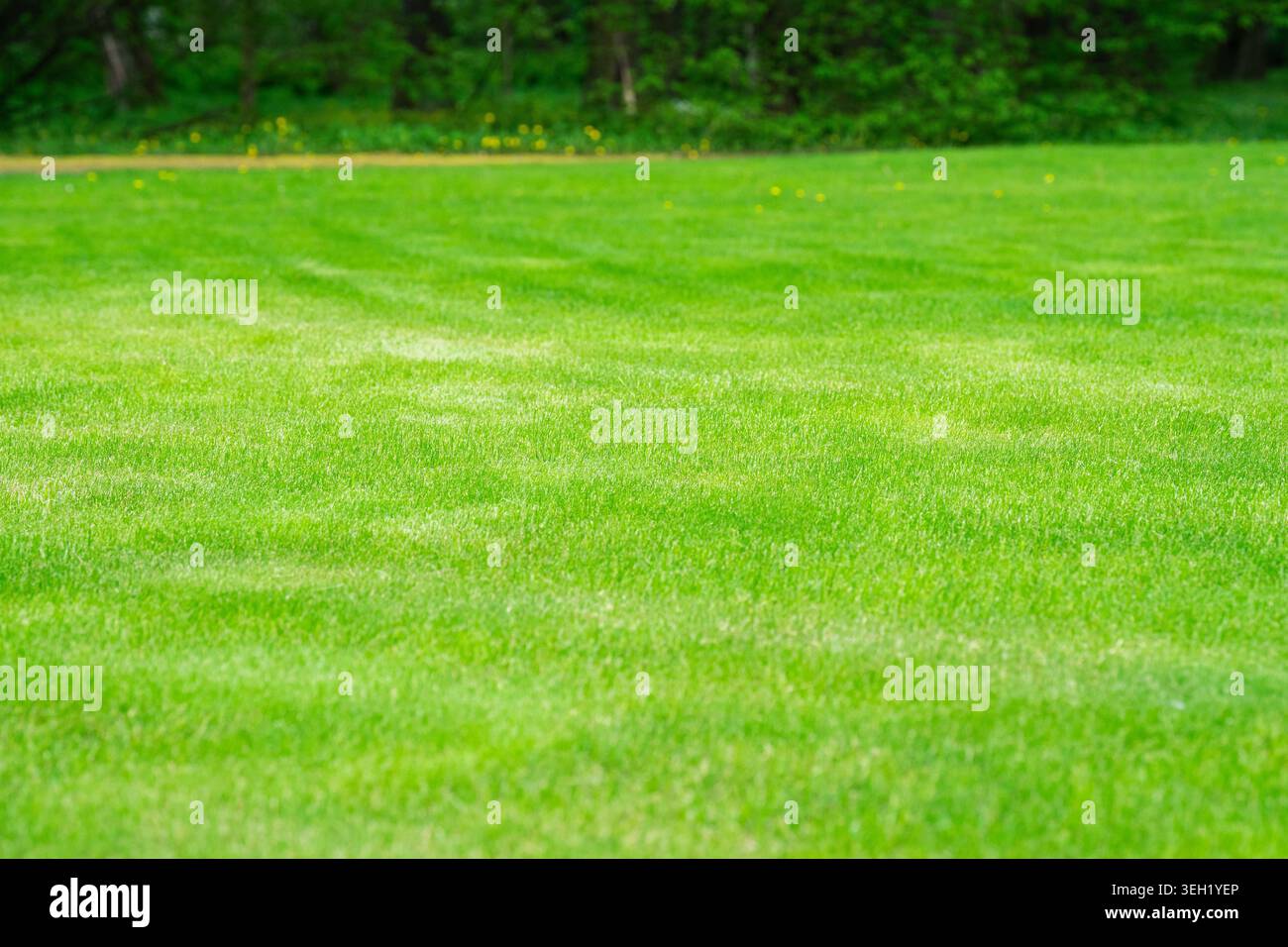 Pelouse d'herbe verte luxuriante parfaitement tondue dans le parc public de la ville, travaux d'aménagement paysager saisonniers dans les jardins. Banque D'Images
