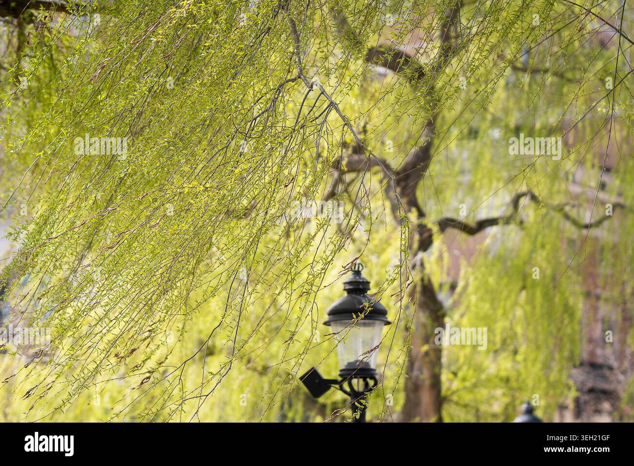 Branches vertes fraîches d'un saule pleureur drapé sur une lanterne de rue vintage à la lumière du soleil printanière. Sous le doux rideau des branches de saule. Banque D'Images