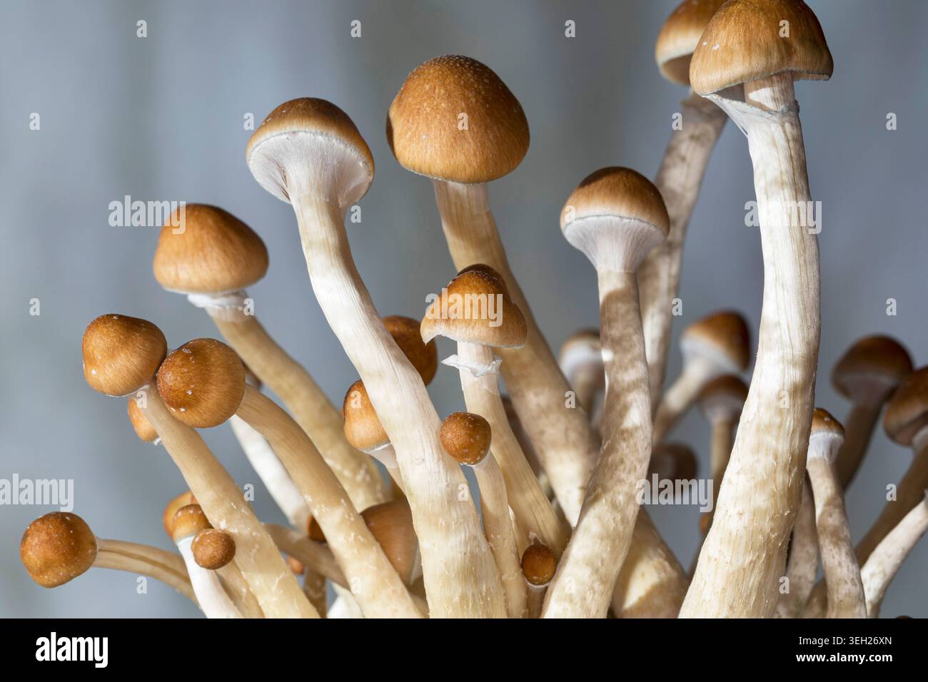 Champignon magique, champignon, halo doré, cube ou chapeau doré (Psilocybe cubensis), champignon hallucinogène psychoactif, cultivé Banque D'Images