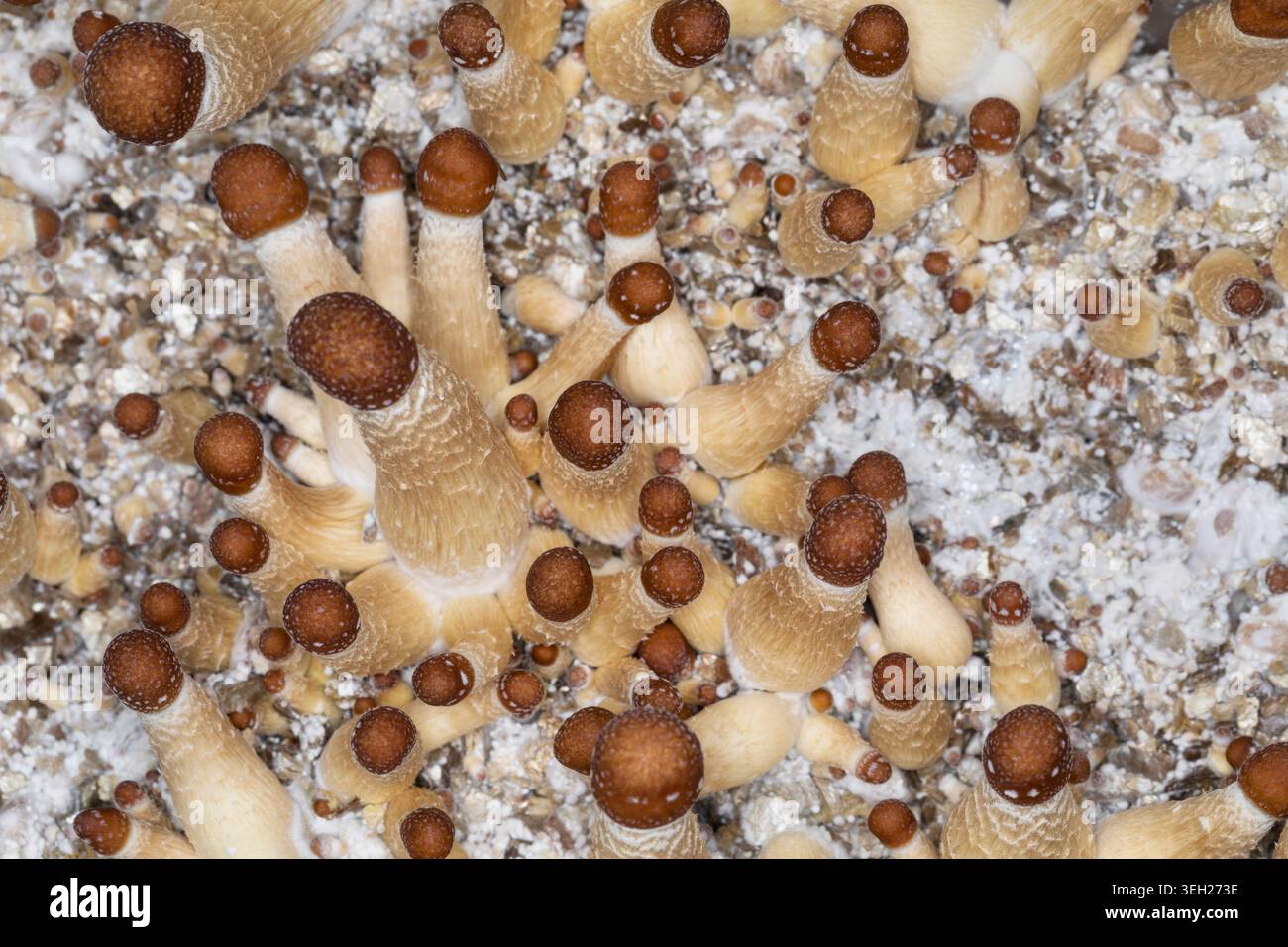 Champignon magique, champignon, halo doré, cube ou chapeau doré (Psilocybe cubensis), champignon hallucinogène psychoactif, cultivé Banque D'Images