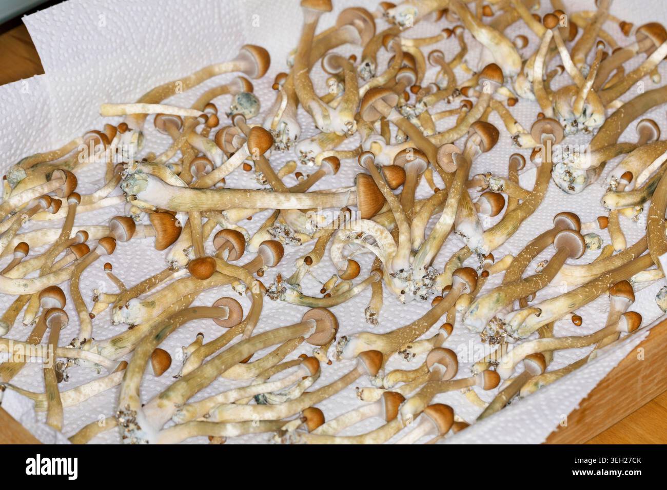 Champignon magique, champignon, halo doré, cube ou chapeau doré (Psilocybe cubensis), champignon hallucinogène psychoactif, récolté Banque D'Images