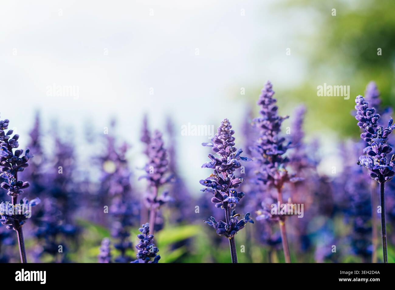 Salvia Farinacea belles fleurs violettes fleurissant dans la journée ensoleillée, gros plan. Banque D'Images