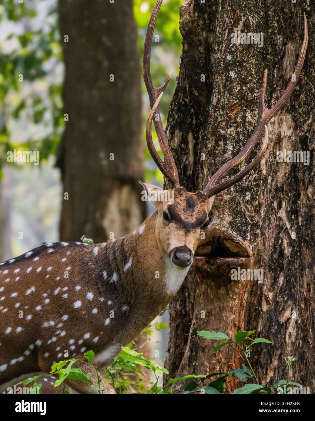 Portrait en gros plan d'un cerf tacheté sauvage (chital) en contact visuel direct avec un grand tronc d'arbre texturé. Banque D'Images