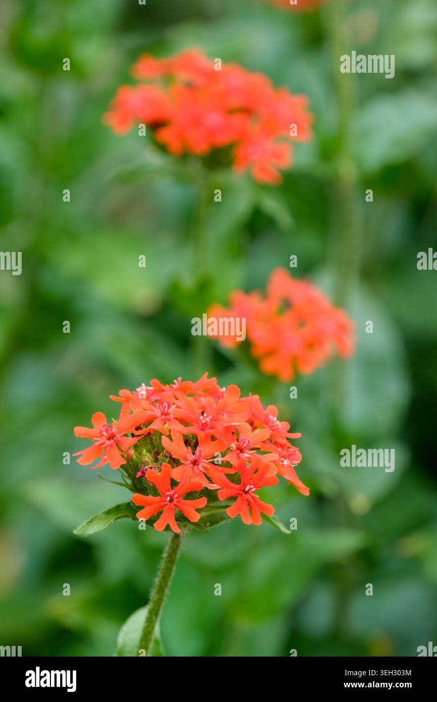 Silene chalcedonica, croix maltaise, rose commune campion, fleurs rouge vif dans des têtes compactes et bombées Banque D'Images