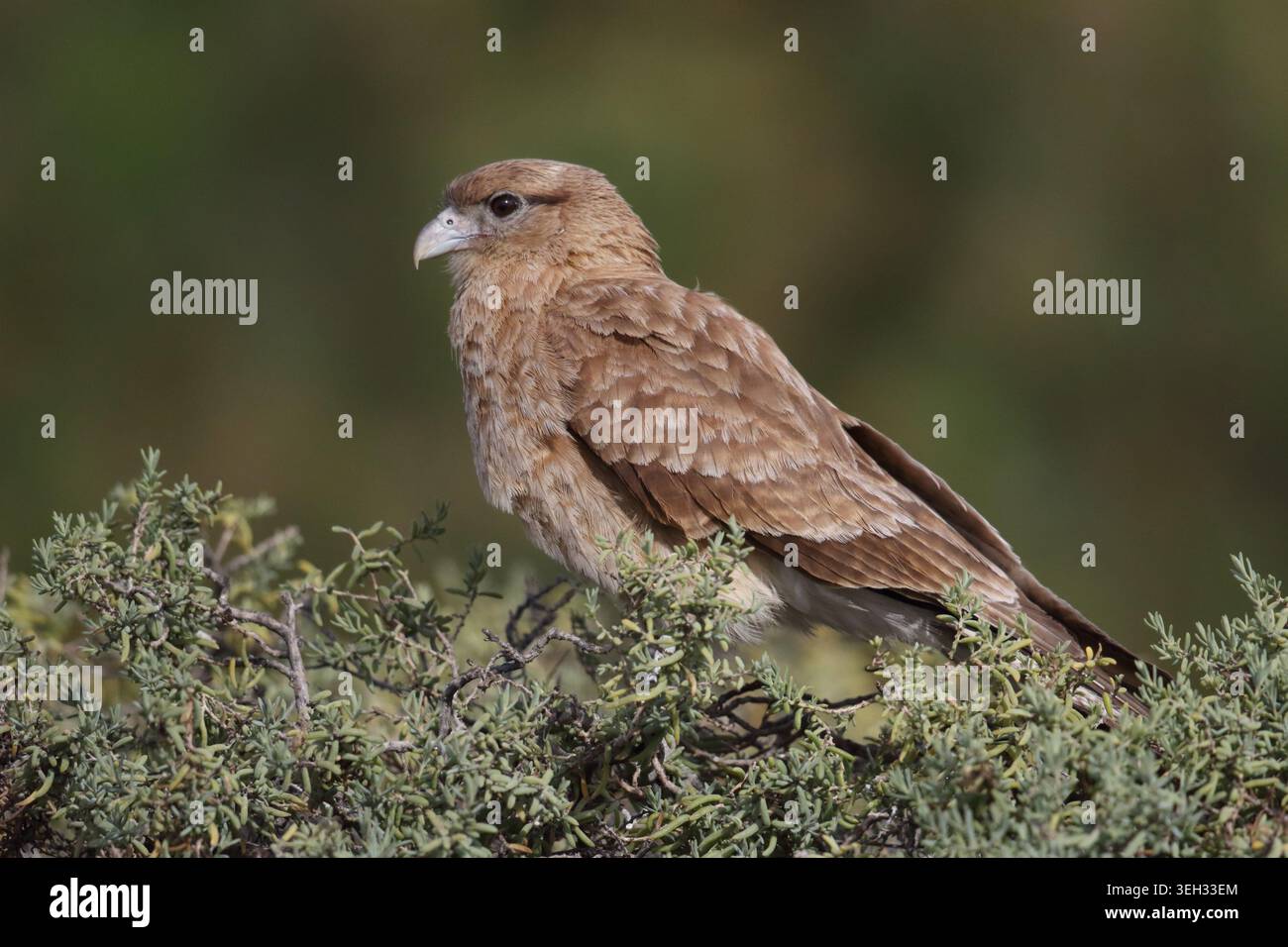 Chimango Caracara (Milvago chimango), vue latérale d'un oiseau assis sur un buisson, près d'Ushuaia, Argentine Banque D'Images