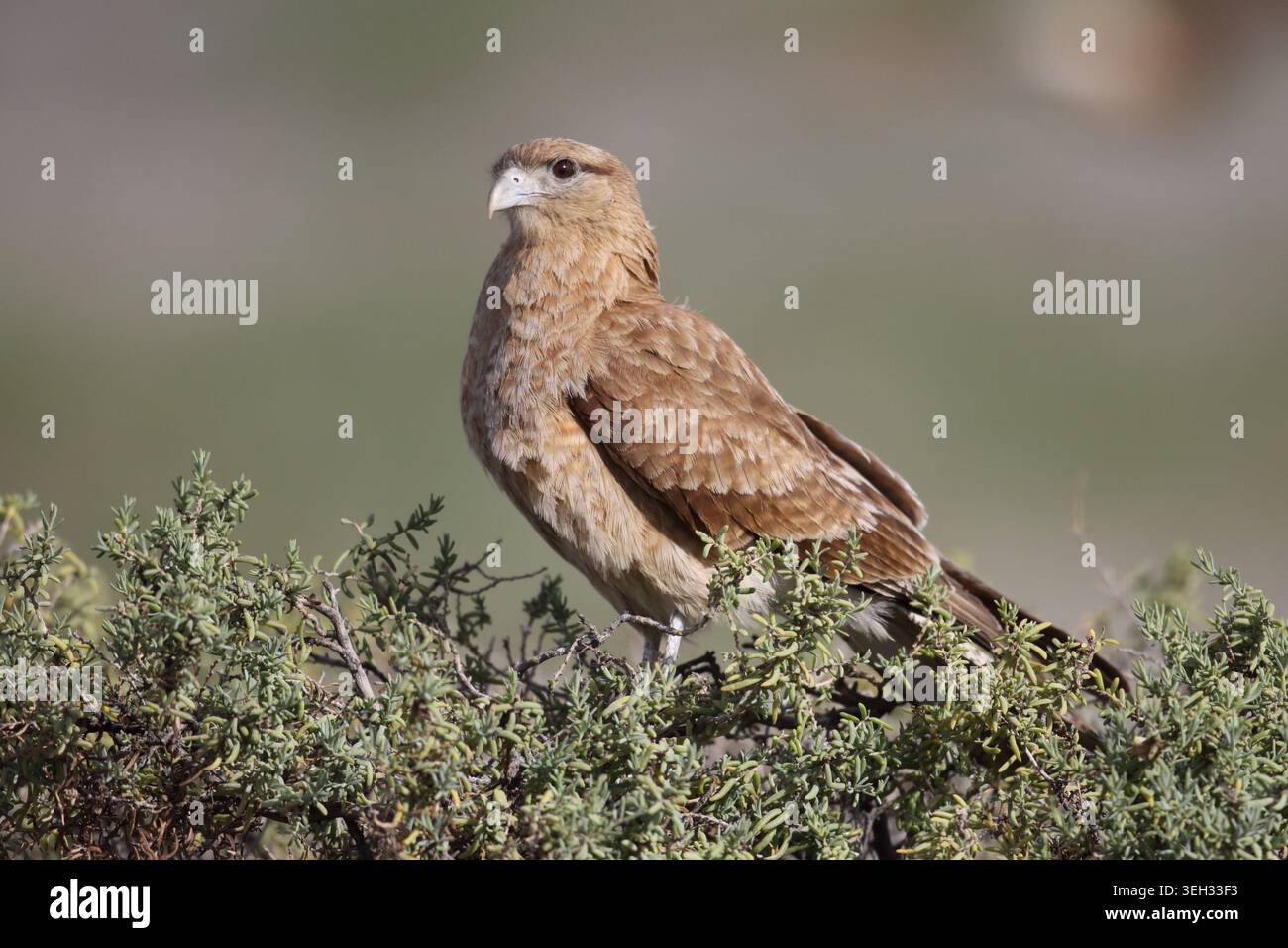 Chimango Caracara (Milvago chimango), vue latérale d'un oiseau assis sur un buisson, près d'Ushuaia, Argentine Banque D'Images