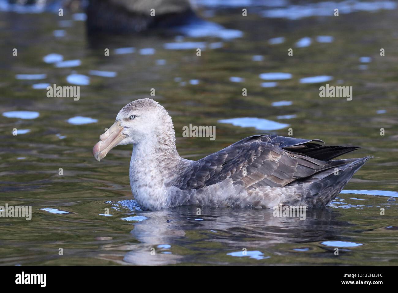 Pétrel géant du Sud (Macronectes giganteus), vue latérale d'un oiseau isolé, Géorgie du Sud Banque D'Images