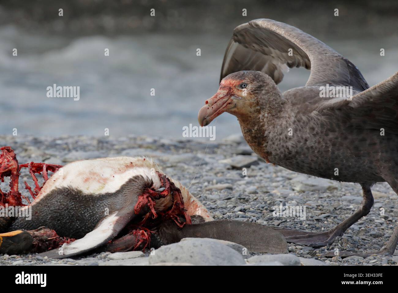 Pétrel géant du Sud (Macronectes giganteus), vue latérale d'un oiseau isolé, se nourrissant de carcasse de manchot royal, Géorgie du Sud Banque D'Images