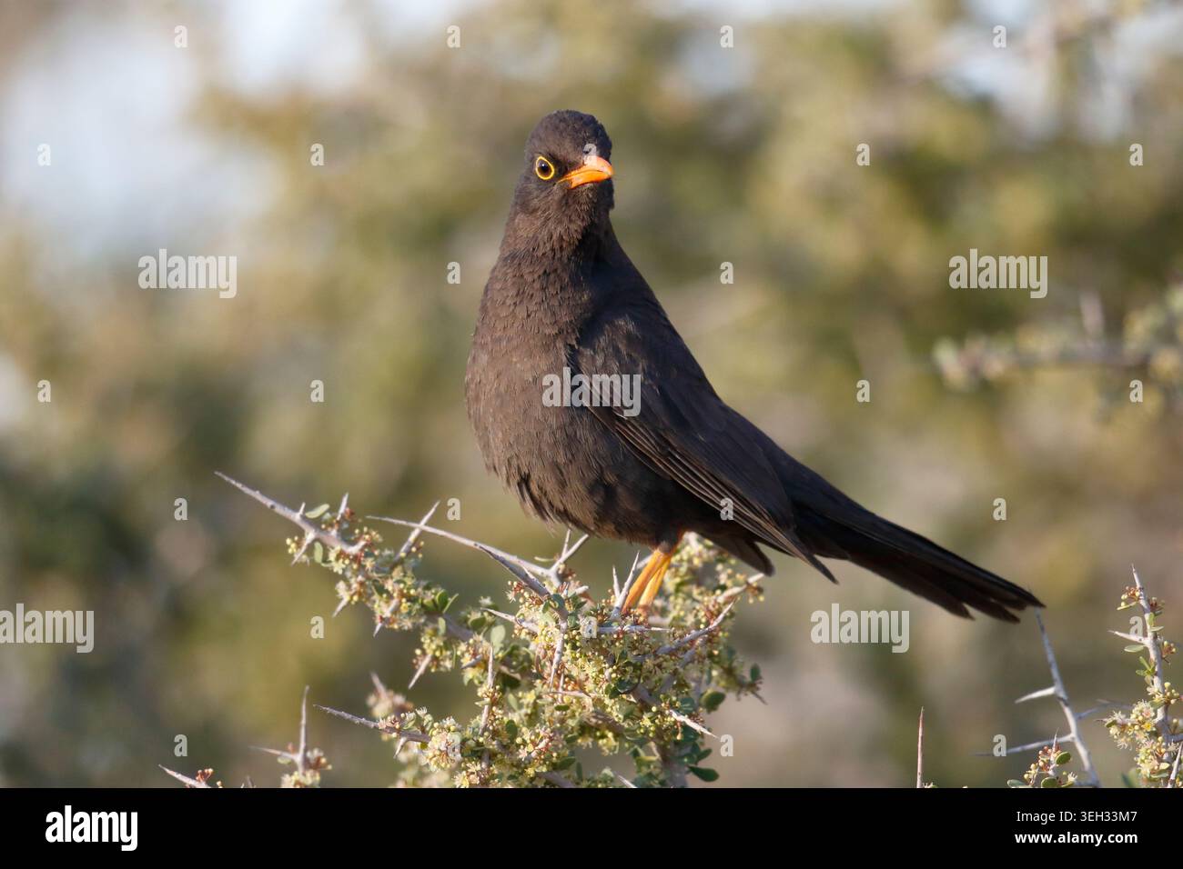 Muguet de Chiguanco (Turdus chiguanco), oiseau unique sur le buisson d'épines, près de la péninsule Valdez, Chubut, Argentine Banque D'Images