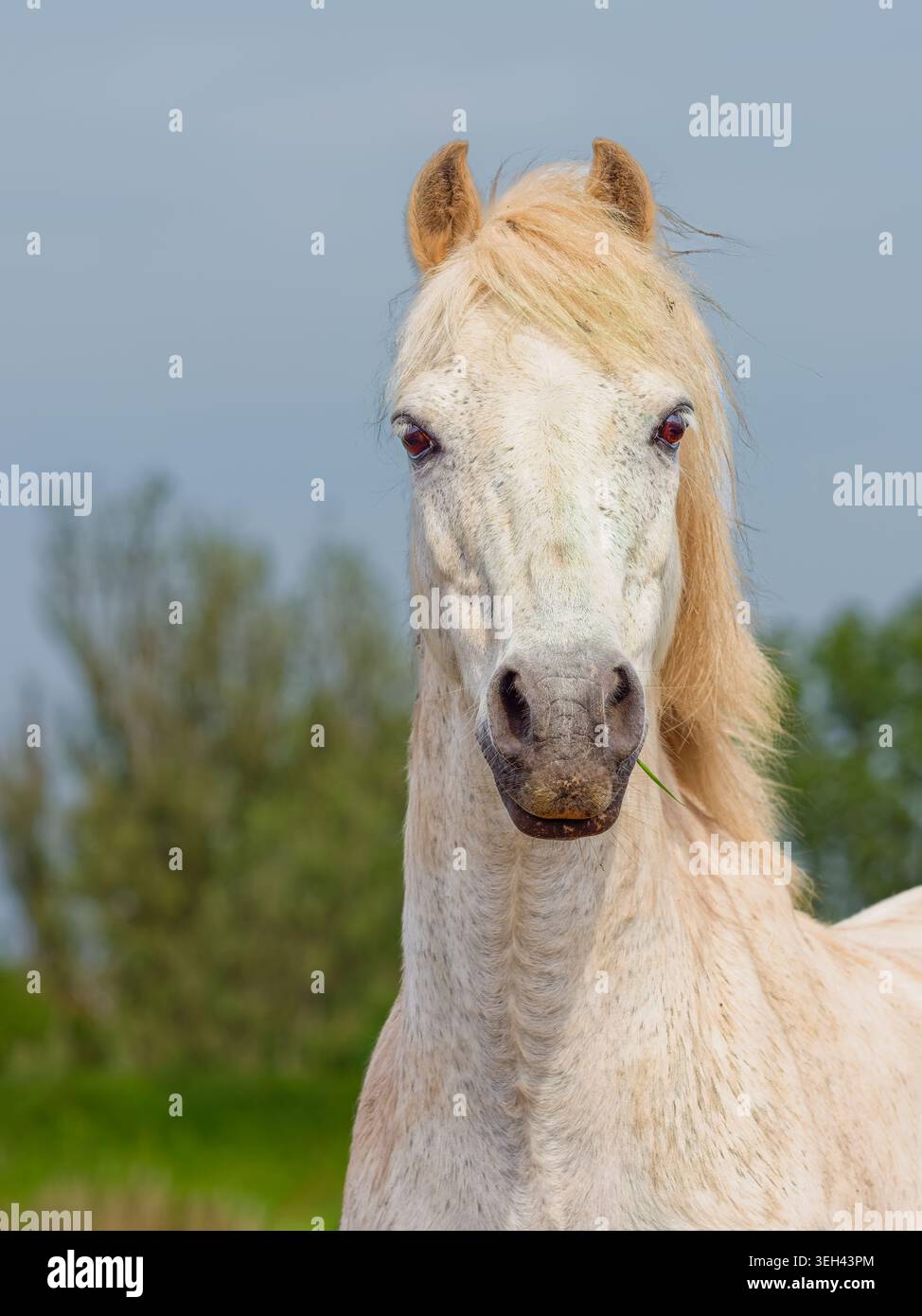 Un beau portrait d'un cheval blanc regardant vers la caméra sous un ciel bleu Banque D'Images
