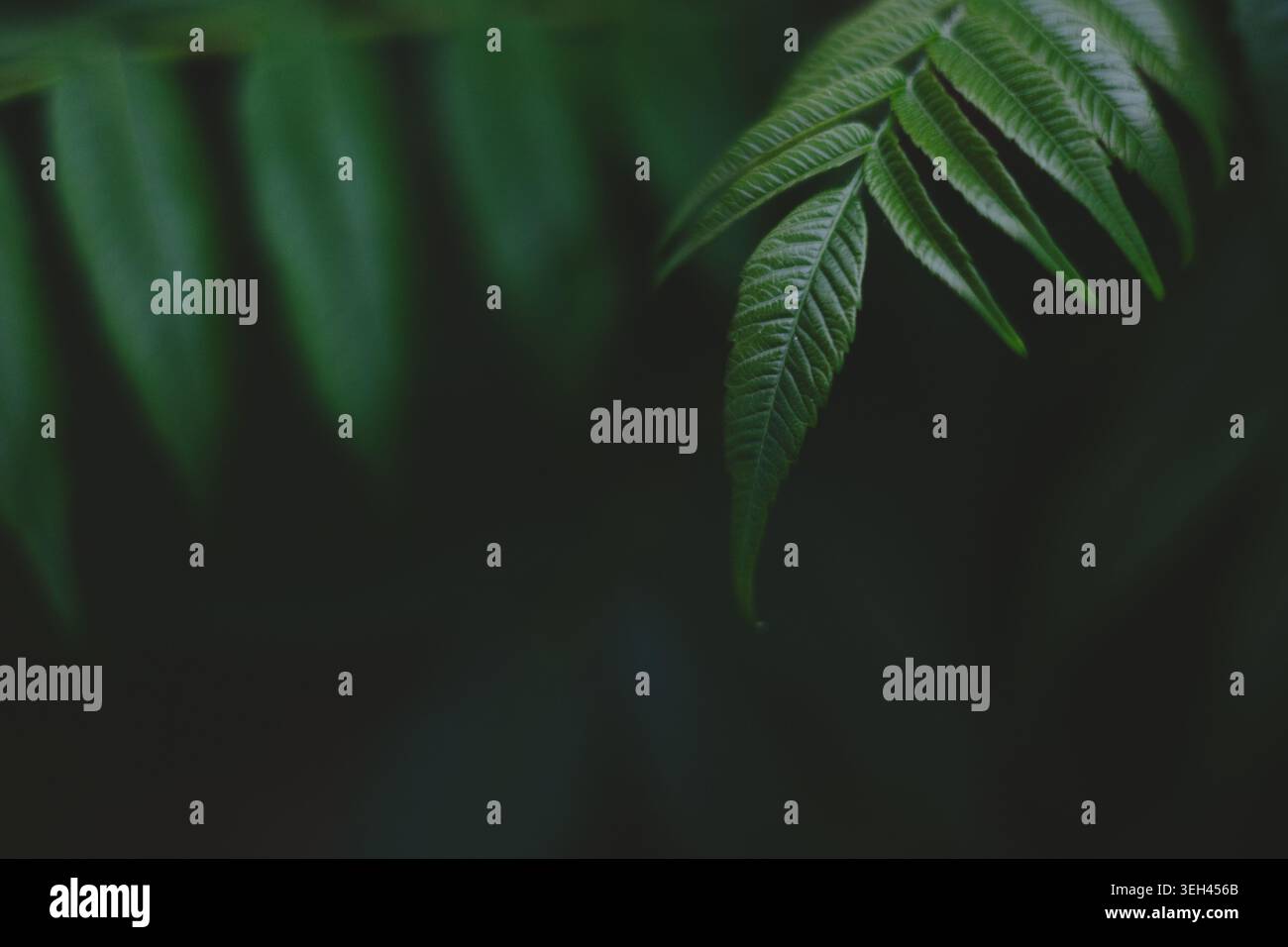 Les feuilles vertes luxuriantes forment un fond de feuillage tropical dense, idéal pour les papiers peints de la nature et les illustrations botaniques. Banque D'Images