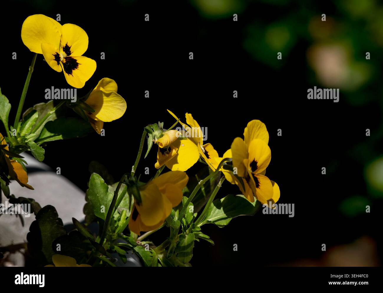 Début de saison Pansy un jour nuageux. Banque D'Images