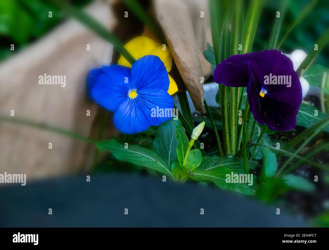 Début de saison Pansy un jour nuageux. Banque D'Images