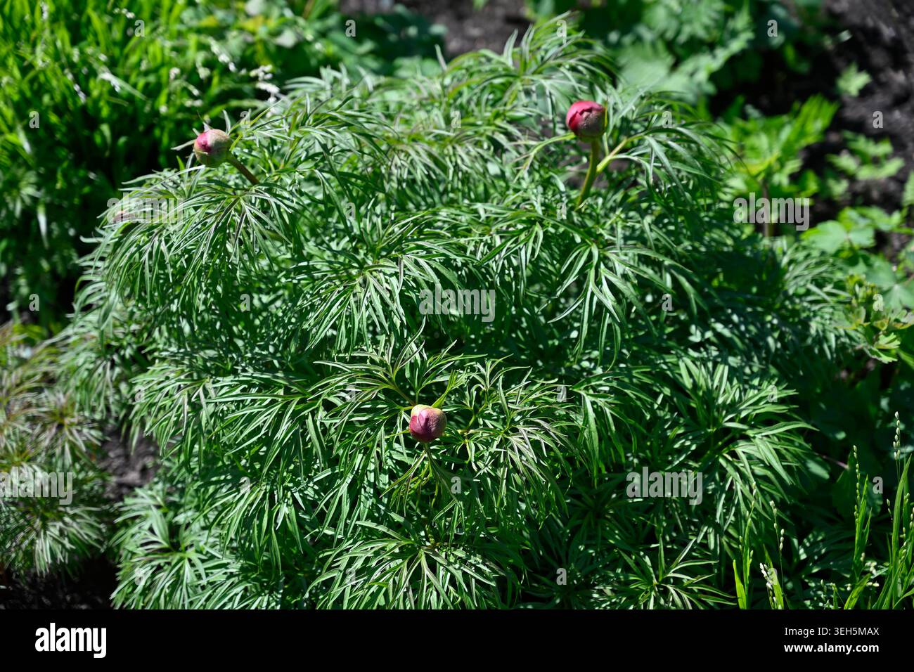 Bourgeons de fleurs de printemps rouges et feuillage de dentelle de pivoine de fernleaf, jardin britannique Paeonia tenuifolia avril Banque D'Images