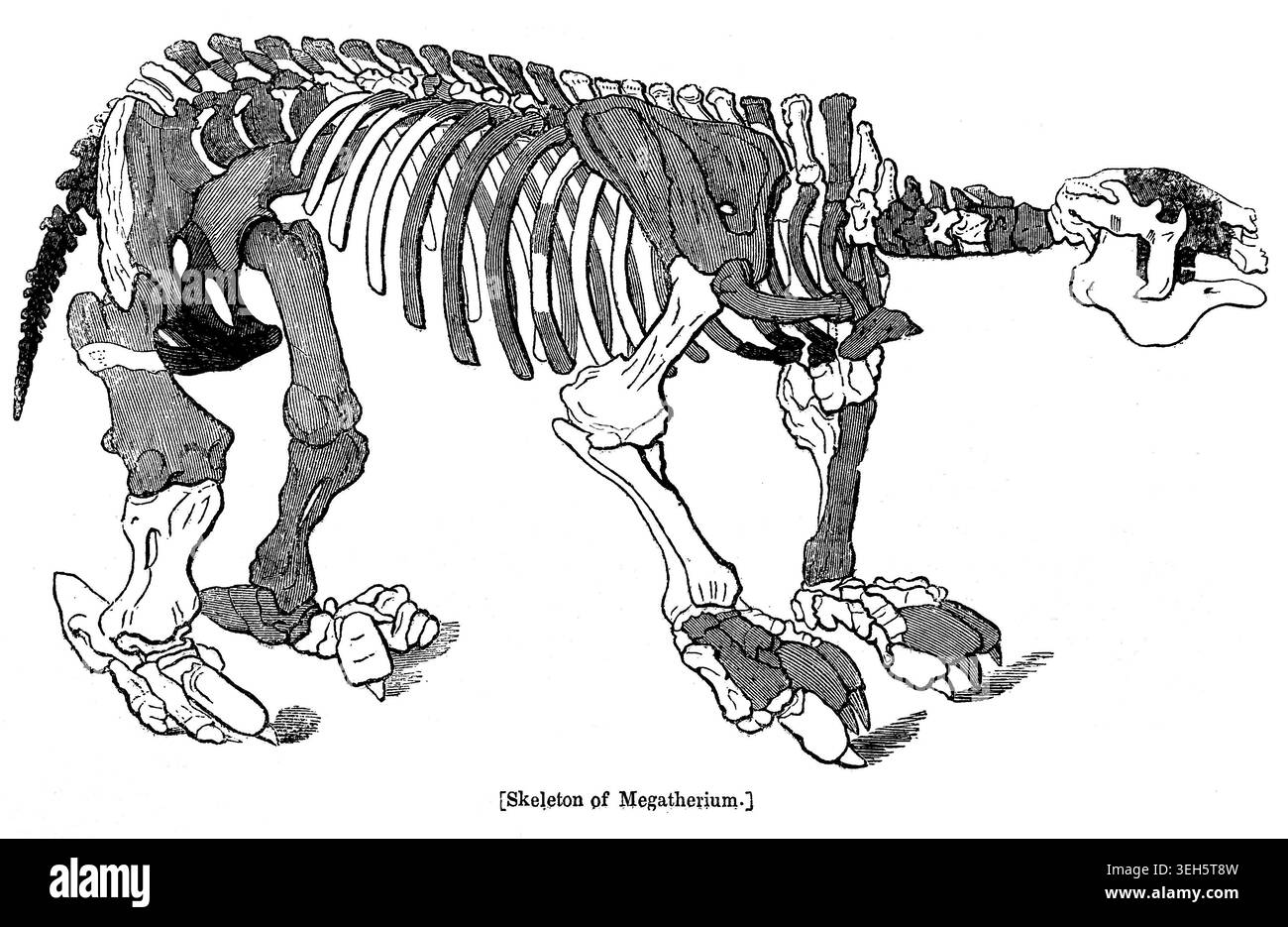 Squelette de Megatherium, une espèce de paresseux terrestre endémique d'Amérique du Sud de l'époque du Pliocène, illustration vintage de 1842 Banque D'Images