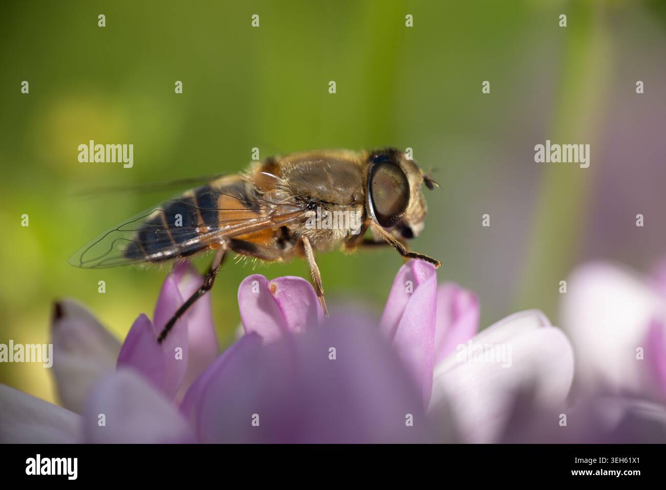 Vue d'un hoverfly reposant sur une délicate fleur rose avec un fond vert flou doux à Wittenheim, Grand est, France. Banque D'Images