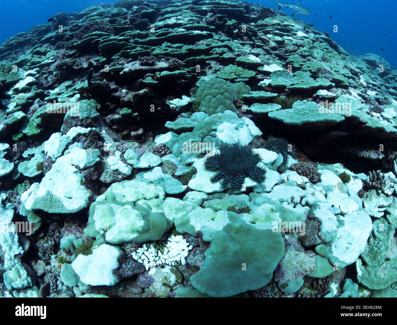 L'épidémie d'étoiles de mer de Crown of Thorns en Polynésie française Banque D'Images