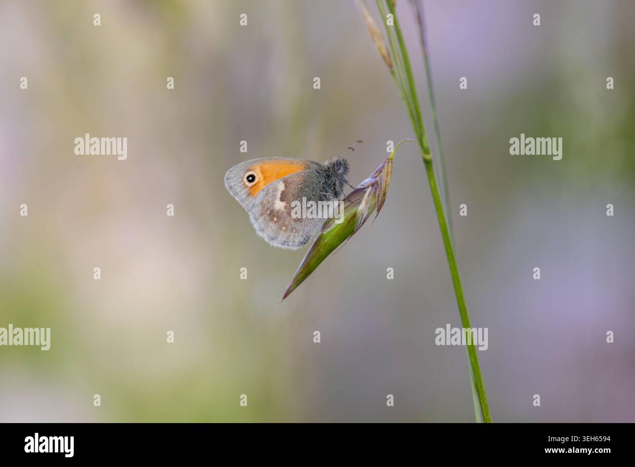 Vue d'un petit papillon orange perché sur une tige d'herbe verte sur un fond flou doux à Wittenheim, Grand est, France. Banque D'Images