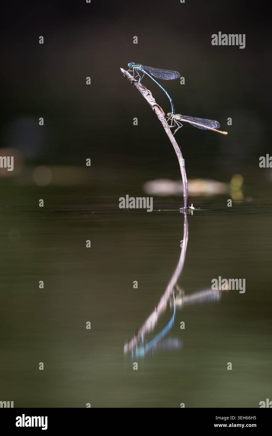 Vue de deux demoiselles s'accouplant sur une fine brindille au-dessus de l'eau sombre avec un reflet clair à Wittenheim, Grand est, France. Banque D'Images
