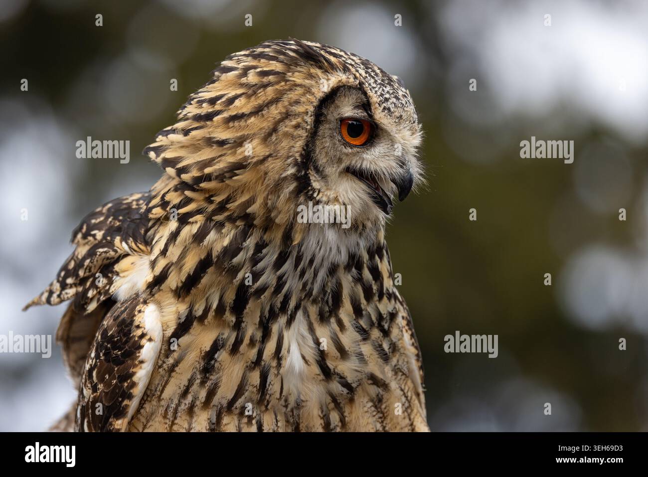 Vue d'un profil en gros plan d'un aigle hibou avec des yeux orange frappants et un plumage brun détaillé sur un fond vert flou Selestat, Grand est Banque D'Images