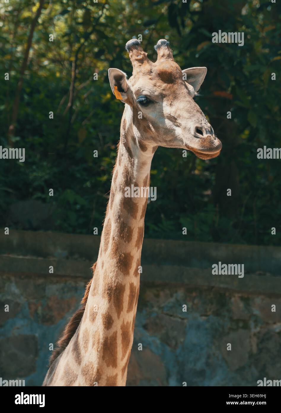 Girafe observe les environs avec une étiquette jaune visible sur son oreille gauche pendant une journée ensoleillée Banque D'Images