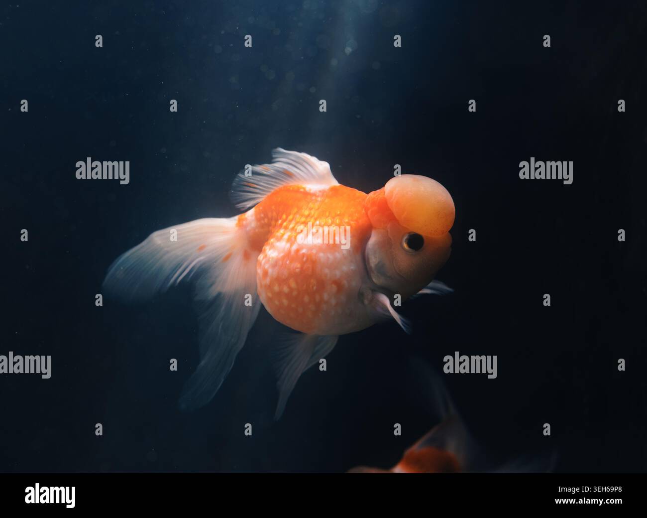Des poissons rouges fantaisistes aux couleurs vives avec une croissance de tête distinctive glissent dans une eau sombre tranquille Banque D'Images