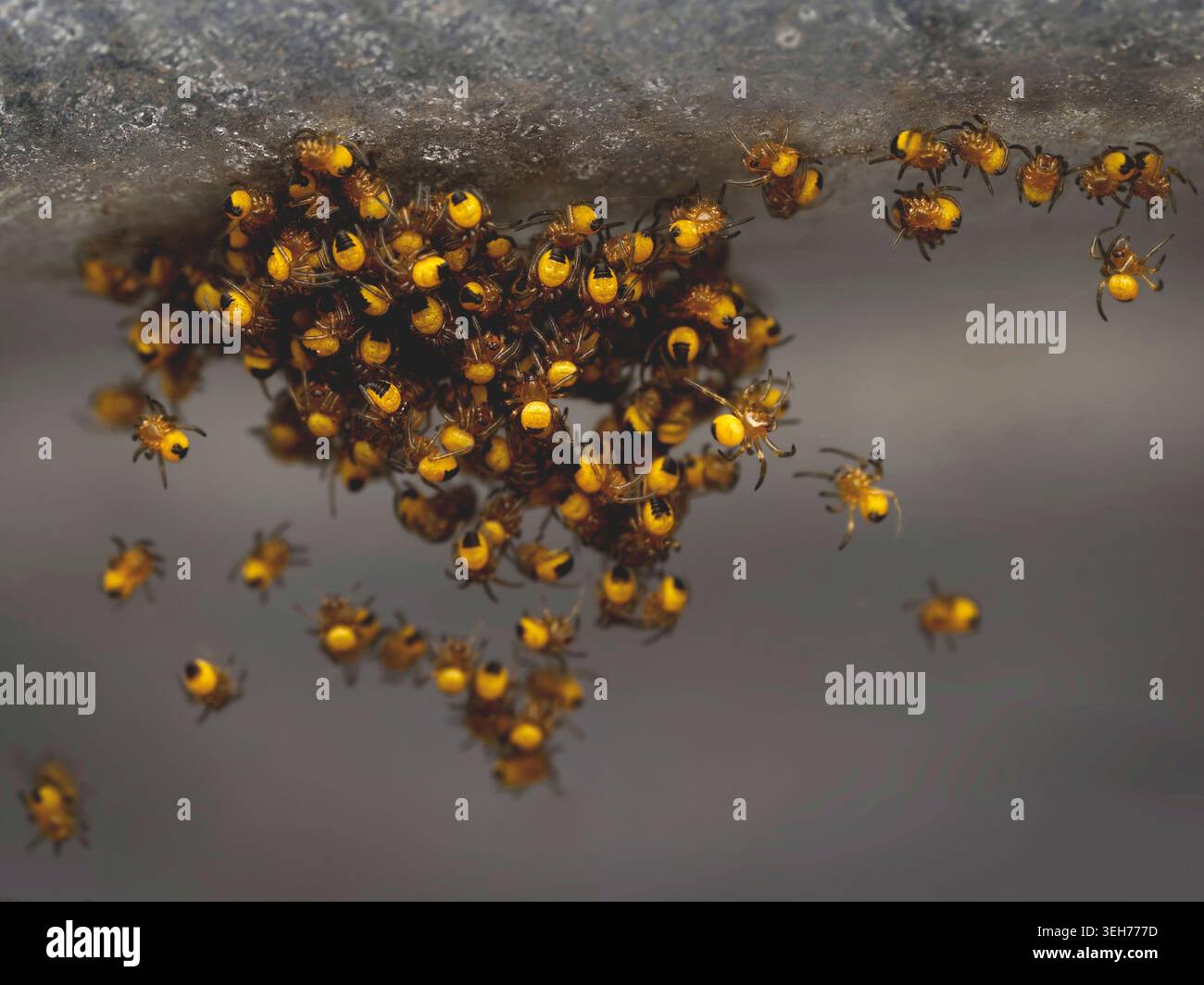 Nid d'araignées de jardin européennes nouvellement éclosées (Araneus diadematus), plan macro Banque D'Images