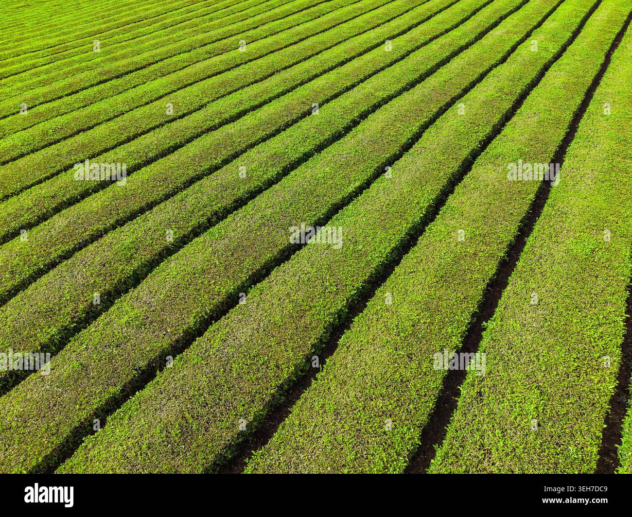 Vue aérienne de l'usine de thé Gorreana et plantation aux Açores Portugal. Banque D'Images