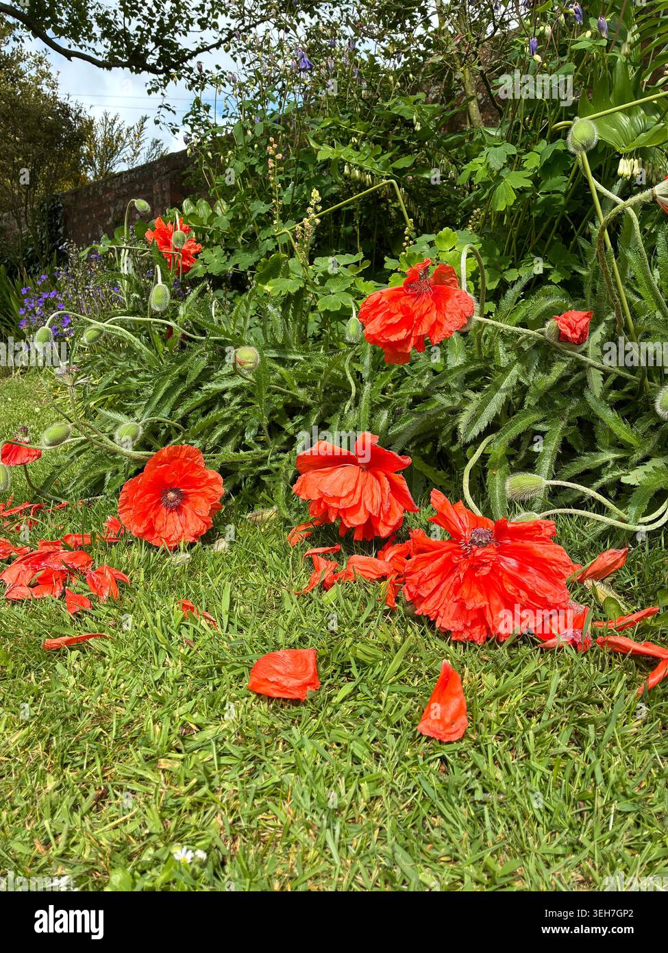 Coquelicots géants ( Papaver ) endommagés par des vents violents au printemps au Royaume-Uni - photo mai 2026 Banque D'Images