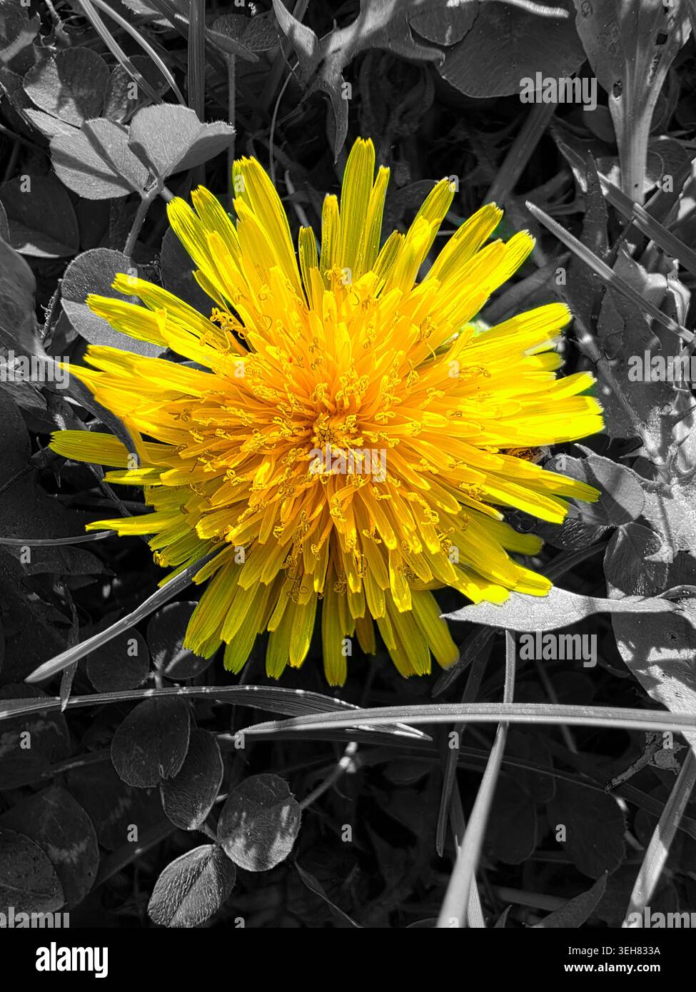 Un pissenlit jaune saisissant se distingue sur un fond monochrome de feuilles et de tiges, contrastant avec la structure complexe des pétales de la fleur Banque D'Images