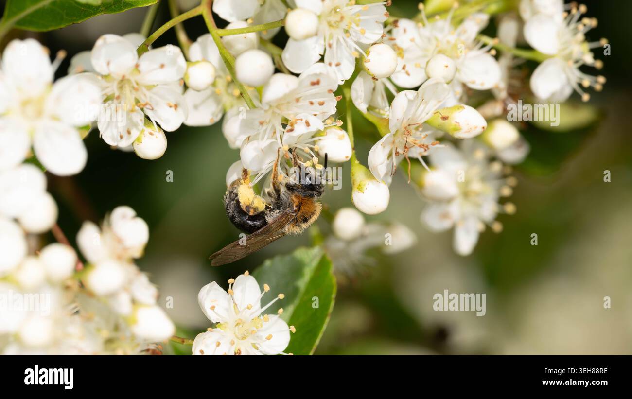 Bio Diversity - Andrena haemorrhoa - Macro d'abeille minière à queue orange en fleurs blanches. Photo de haute qualité Banque D'Images