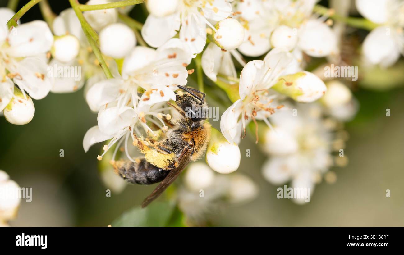 Bio Diversity - Andrena haemorrhoa - Macro d'abeille minière à queue orange en fleurs blanches. Photo de haute qualité Banque D'Images
