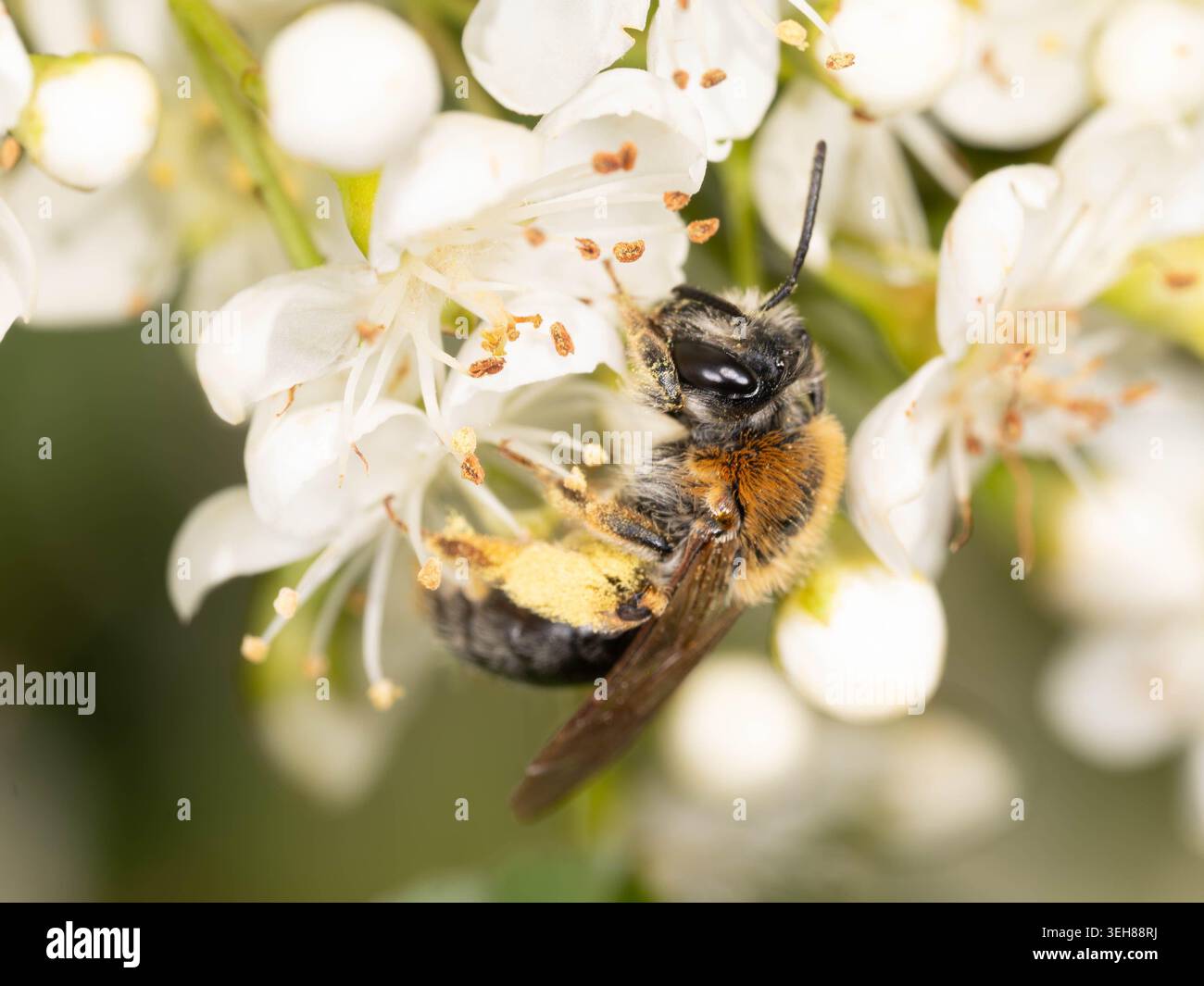 Bio Diversity - Andrena haemorrhoa - Macro d'abeille minière à queue orange en fleurs blanches. Photo de haute qualité Banque D'Images