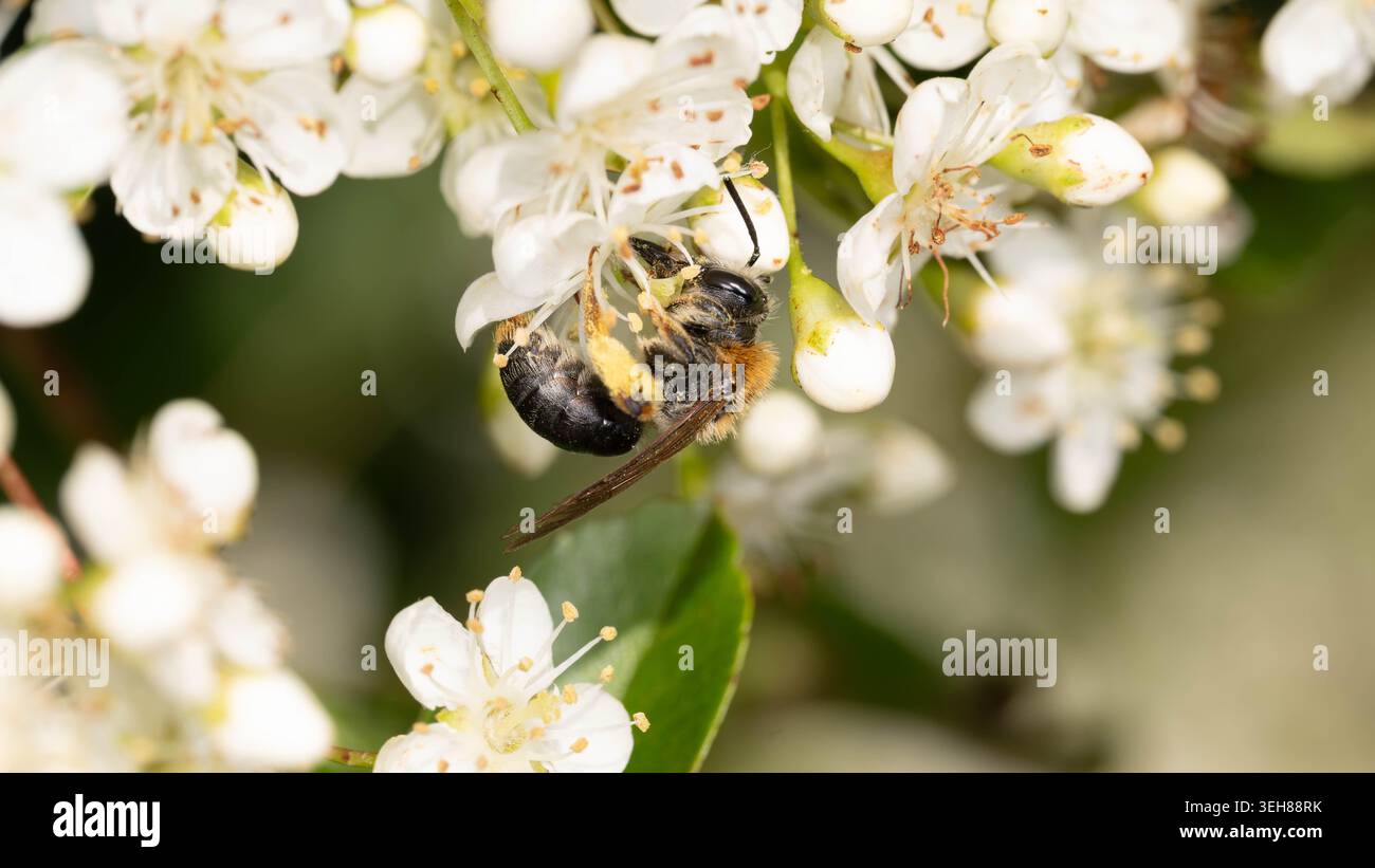 Bio Diversity - Andrena haemorrhoa - Macro d'abeille minière à queue orange en fleurs blanches. Photo de haute qualité Banque D'Images