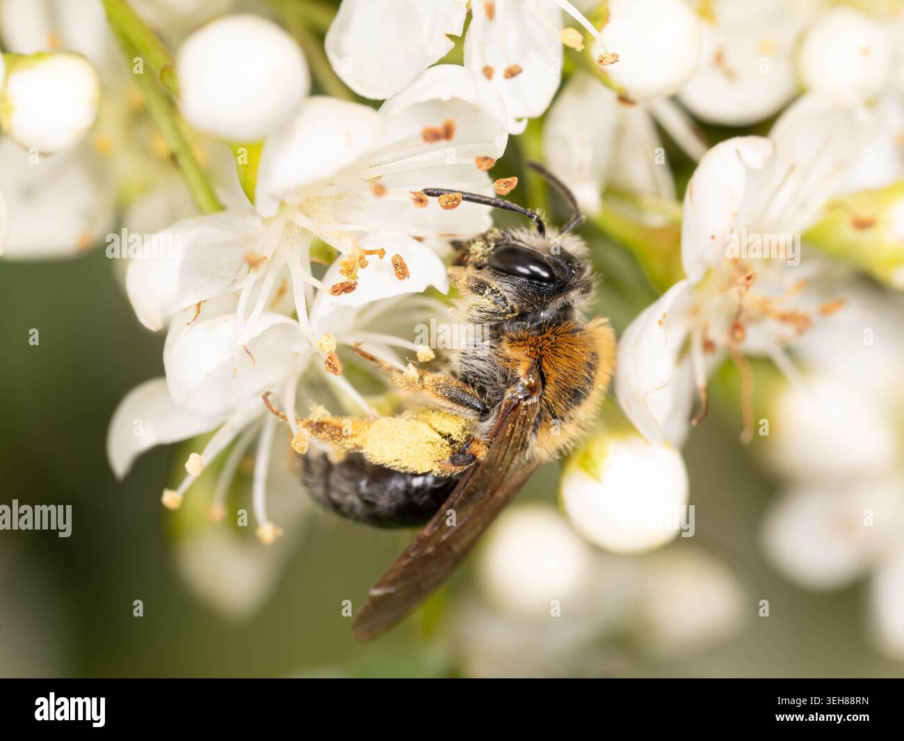 Bio Diversity - Andrena haemorrhoa - Macro d'abeille minière à queue orange en fleurs blanches. Photo de haute qualité Banque D'Images