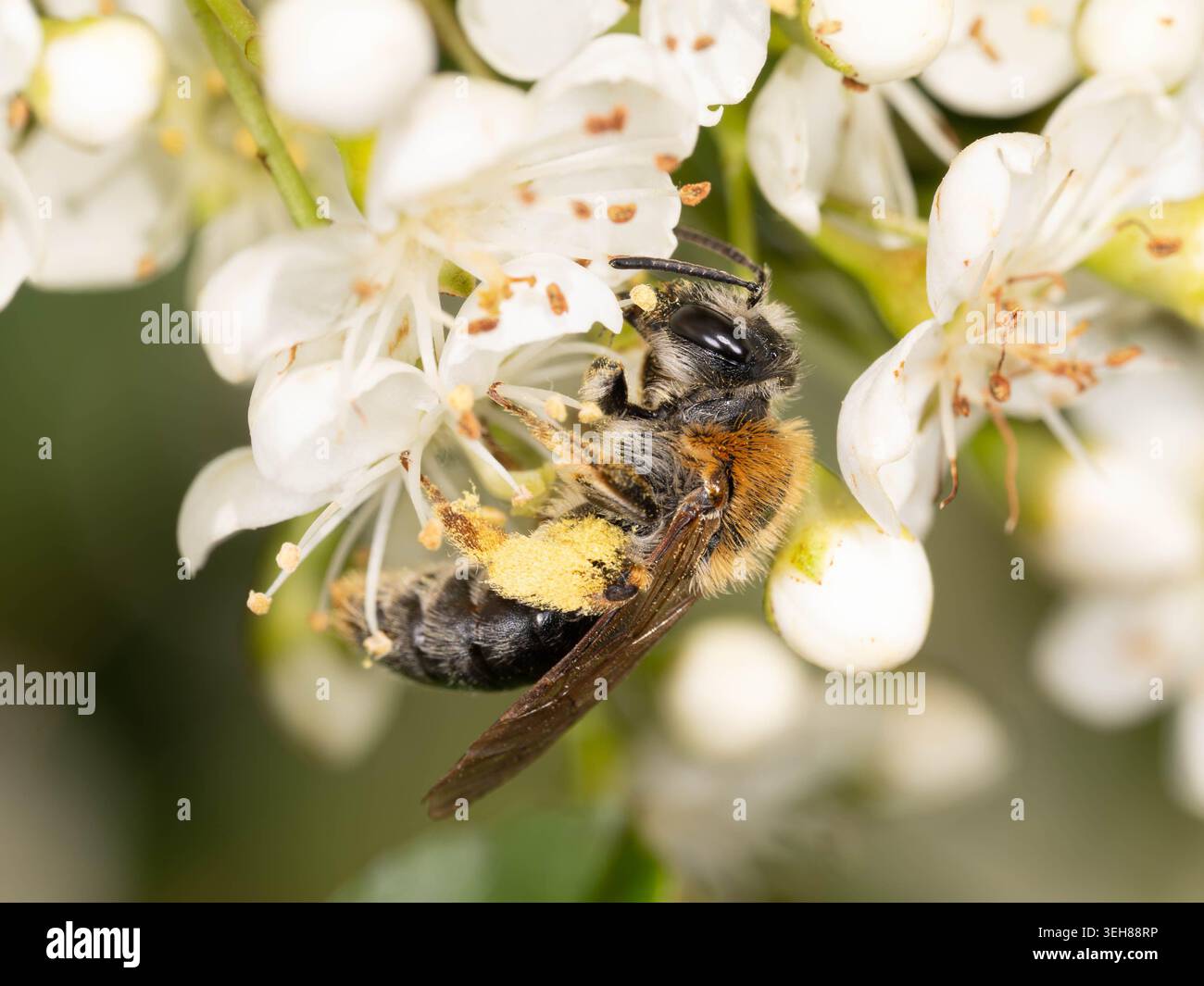 Bio Diversity - Andrena haemorrhoa - Macro d'abeille minière à queue orange en fleurs blanches. Photo de haute qualité Banque D'Images