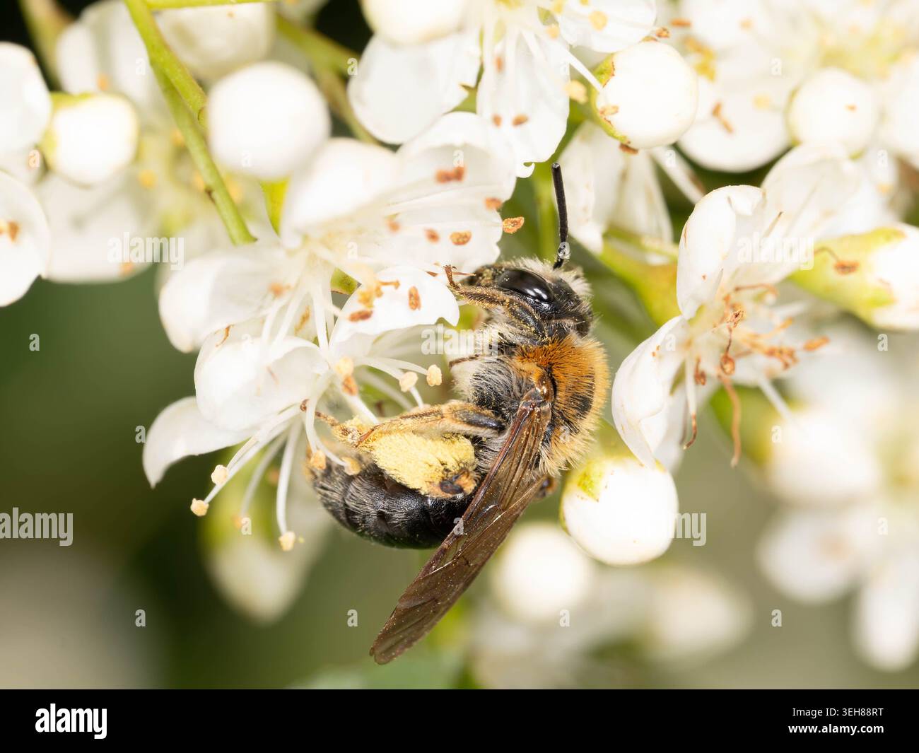 Bio Diversity - Andrena haemorrhoa - Macro d'abeille minière à queue orange en fleurs blanches. Photo de haute qualité Banque D'Images