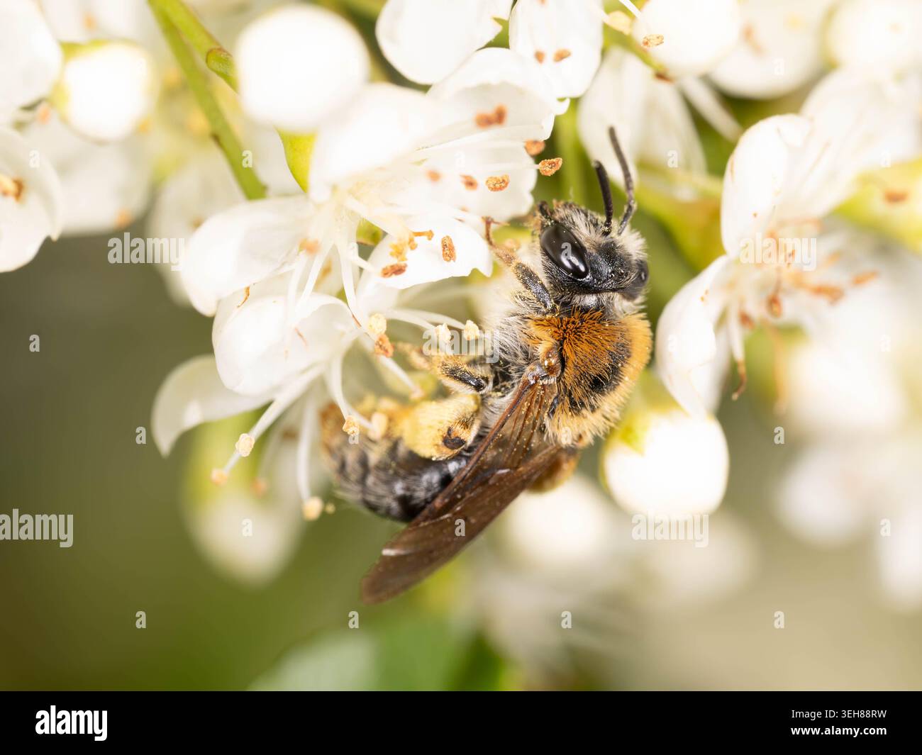 Bio Diversity - Andrena haemorrhoa - Macro d'abeille minière à queue orange en fleurs blanches. Photo de haute qualité Banque D'Images