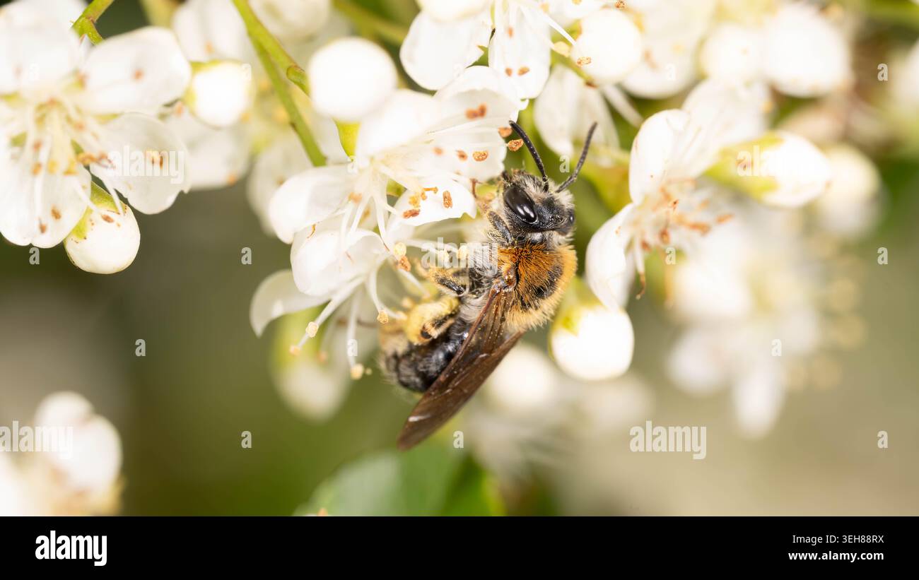 Bio Diversity - Andrena haemorrhoa - Macro d'abeille minière à queue orange en fleurs blanches. Photo de haute qualité Banque D'Images