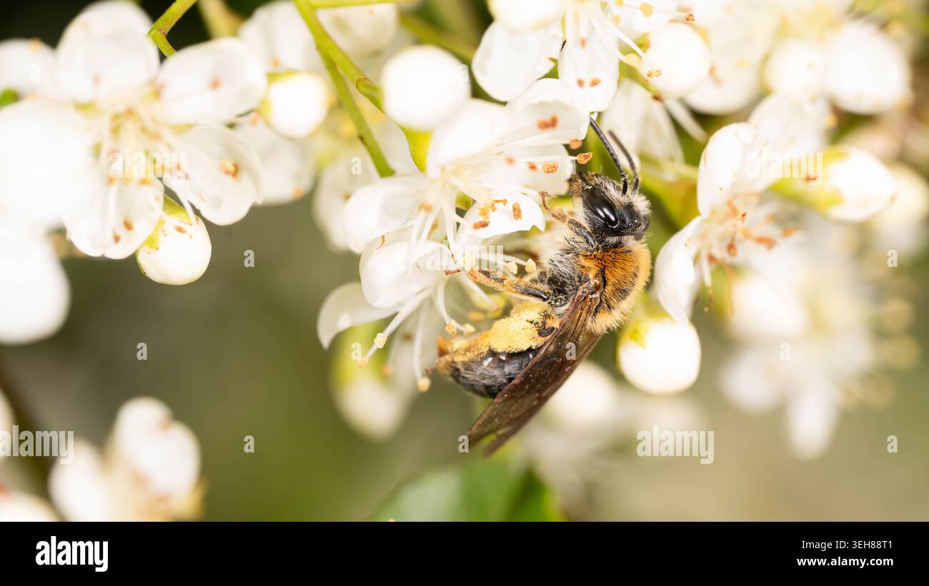 Bio Diversity - Andrena haemorrhoa - Macro d'abeille minière à queue orange en fleurs blanches. Photo de haute qualité Banque D'Images