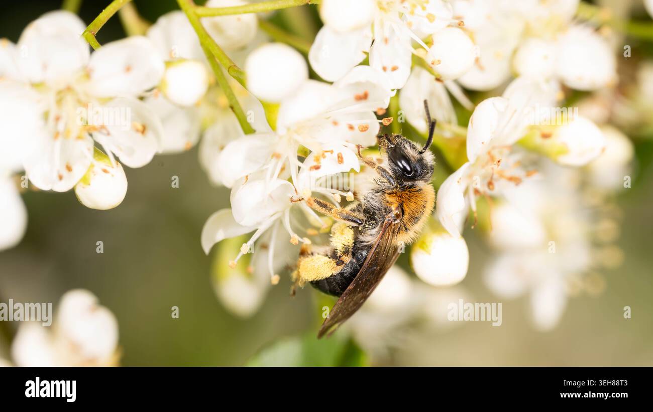 Bio Diversity - Andrena haemorrhoa - Macro d'abeille minière à queue orange en fleurs blanches. Photo de haute qualité Banque D'Images