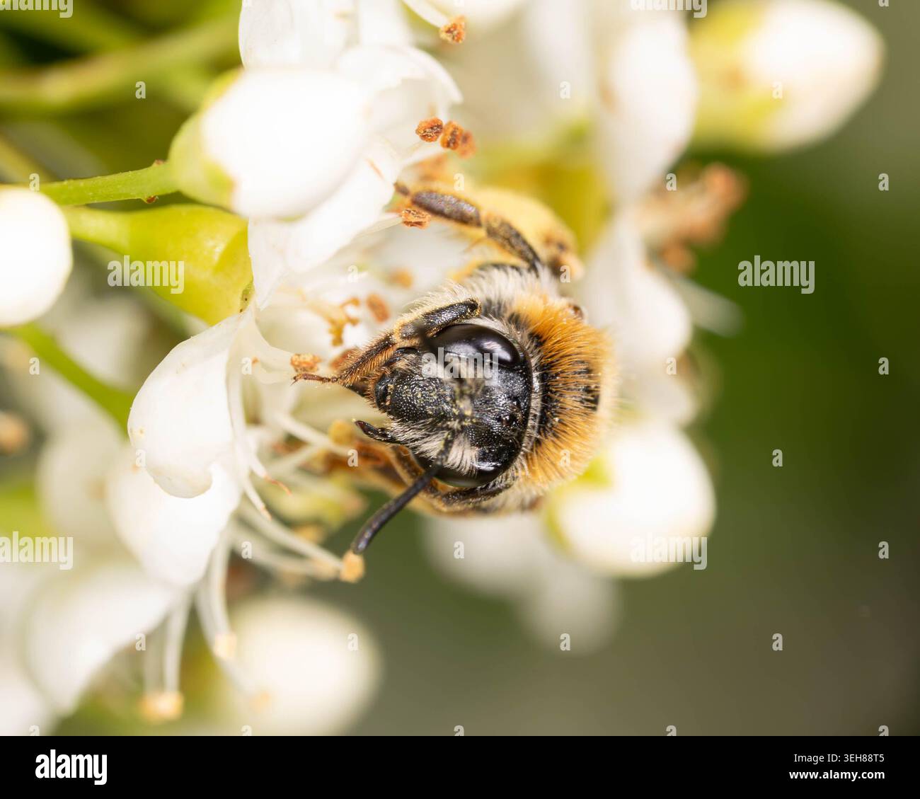 Bio Diversity - Andrena haemorrhoa - Macro d'abeille minière à queue orange en fleurs blanches. Photo de haute qualité Banque D'Images